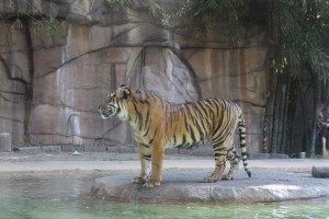 Australien Zoo-076